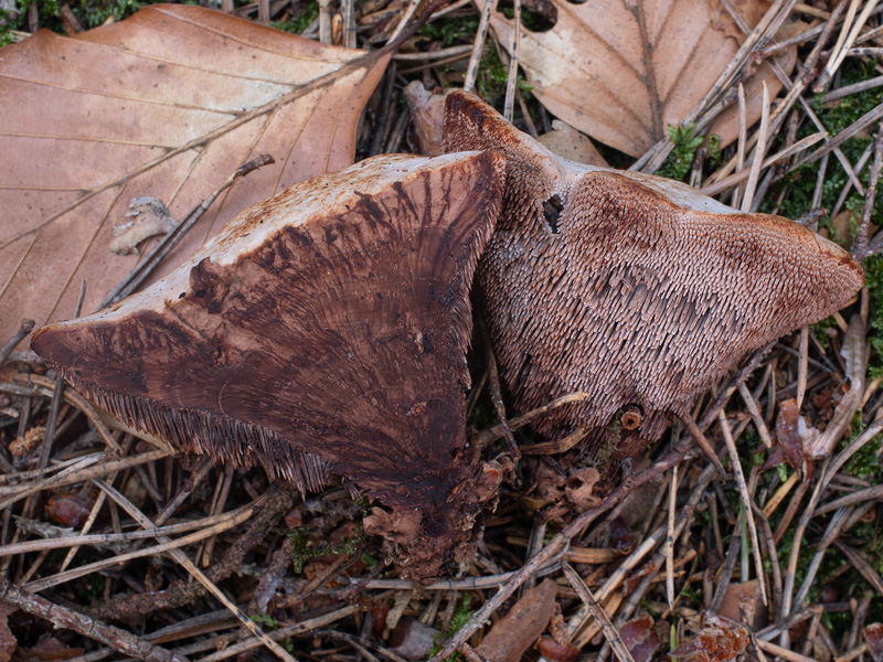 Hydnellum ferrugineum